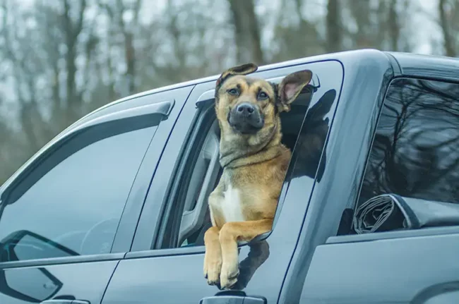 driver and passenger windows